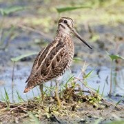 Pin-Tailed Snipe