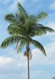 He Stands Alone (2019)