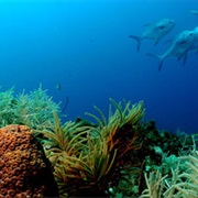 Florida Keys National Marine Sanctuary