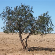 Supplejack (Ventilago Viminalis)
