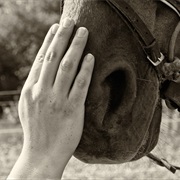 Had a Job With Horses