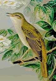 The Nightingale (Samuel Taylor Coleridge)