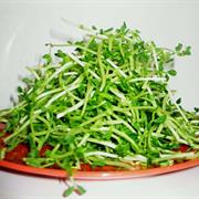 Snowpea Sprouts