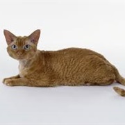 Devon Rex