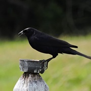 Shiny Cowbird (Molothrus Bonariensis)