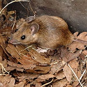 Yellow-Necked Mouse