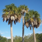 Sabal Palm