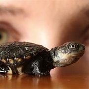 Western Swamp Turtle