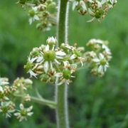 Eastern Swamp Saxifrage (Saxifraga Pensylvanica)