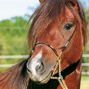 Caspian Horse