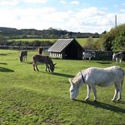 Isle of Wight Donkey Sanctuary