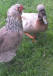 Little Lord Fauntleroy (1921)