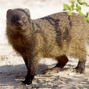 Egyptian Mongoose