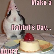 Adopt a Real Bunny