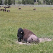 Buffalos in Yellowstone National Park