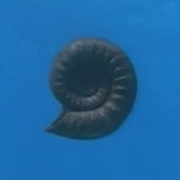 Ammonite