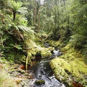 Franklin Gordon Wild Rivers National Park (TAS)