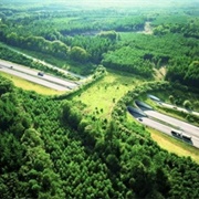 Ecoduct, Netherlands