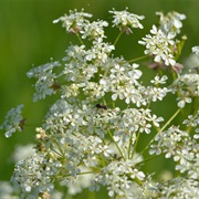 Cow Parsley (Anthriscus Sylvestris)