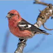 White-Winged Crossbill