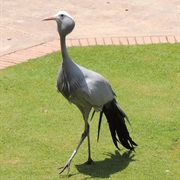 Montecasino Birdpark