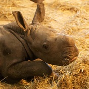 Rhino