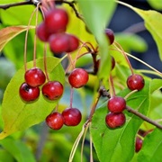Shrub Apple (Malus Brevipes)