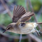 Millerbird