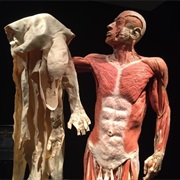 Visit a Body Worlds Exhibition