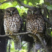 Morepork