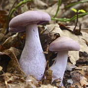 Wood Blewit (Clitocybe Nuda)