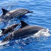 See Dolphins in the Ocean
