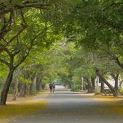 Peaceful Walk on D Roads of Iit Madras