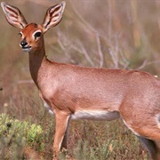 Steenbok