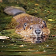 Elbhohen Wendland Nature Park & River Elbe Biosphere Reserve, Germany
