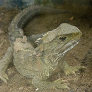 Tuatara