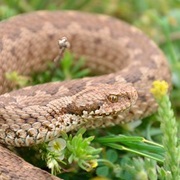 Anatolian Mountain Steppe Viper