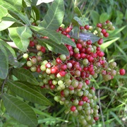 Brazilian Peppertree (Schinus Terebinthifolia)