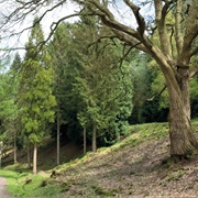 Leigh Woods