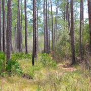 Pine Log State Forest, Florida