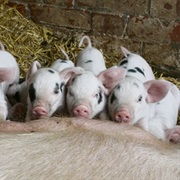 Kentish Town City Farm