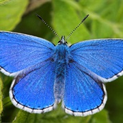 Adonis Blue