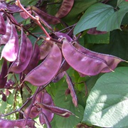 Hyacinth Bean