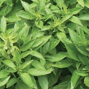 Fino Verde Basil
