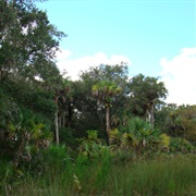 Picayune Strand State Forest, Florida
