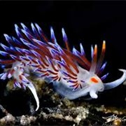 Nudibranch