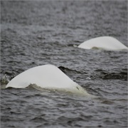 Swim With Beluga Whales