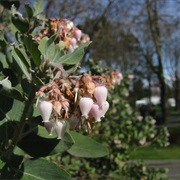 Whiteleaf Manzanita (Arctostaphylos Viscida)