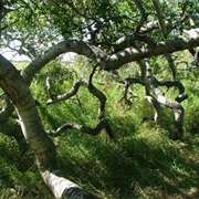 Hafford Crooked Forest