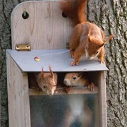 Squirrel Feeding Station